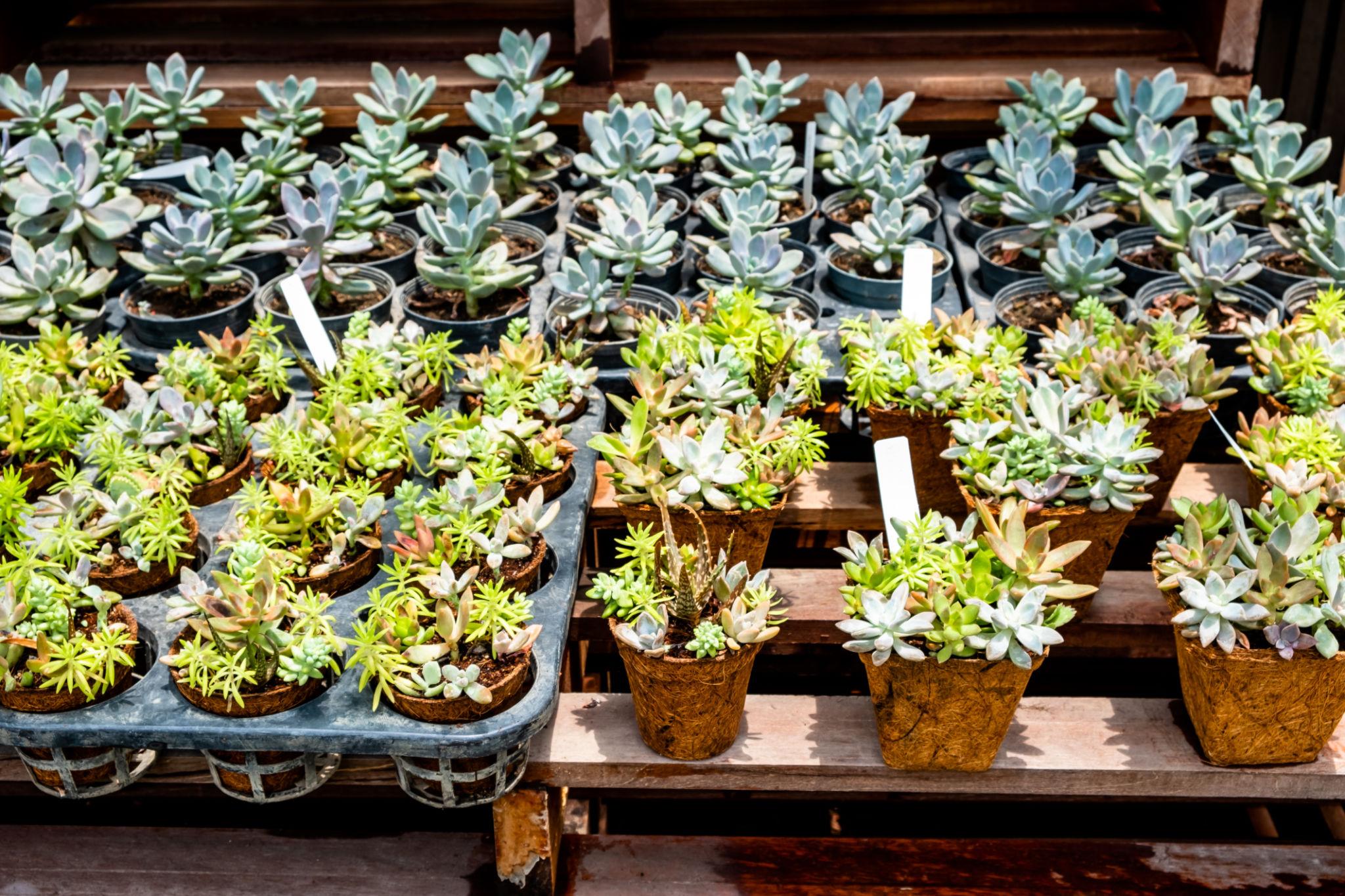 Nursery